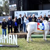 Genética bovina paraguaya se destaca en competencias sudamericanas