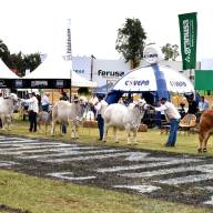 La Expo Nacional Brahman-Neuland 2026 tendrá cerca de 350 ejemplares en pista