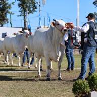 Eligen a más ejemplares destacados en la Expo Paraguay ARP 2026