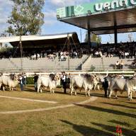 Eligen a los últimos campeones de bozal de la Expo Paraguay ARP 2026
